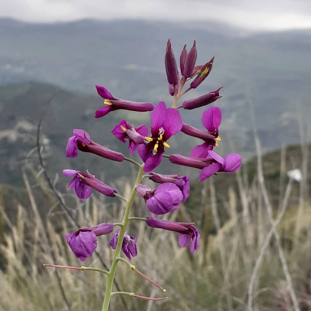 Renatura jardines sostenibles